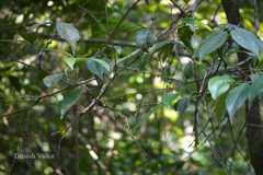 Memecylon talbotianum